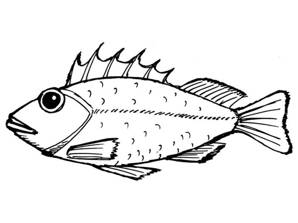 Rockfish — Stok Vektör