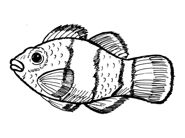 ピエロ魚 — ストックベクタ