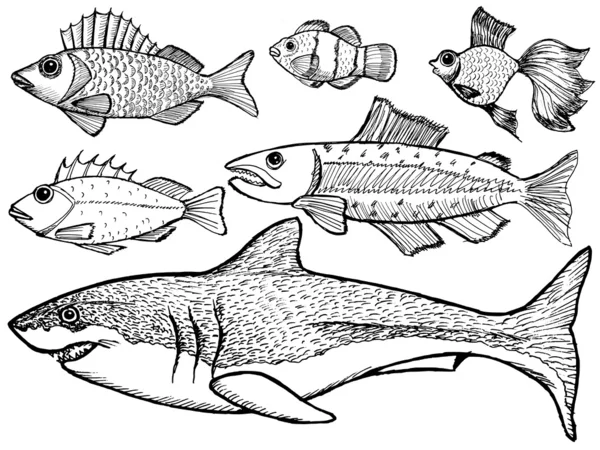 Ensemble de types de poissons — Image vectorielle