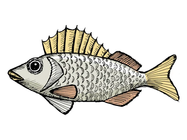 Ruffe — Vector de stoc