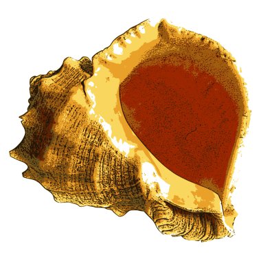 Sea shell clipart