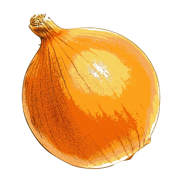 Bombilla de cebolla — Vector de stock