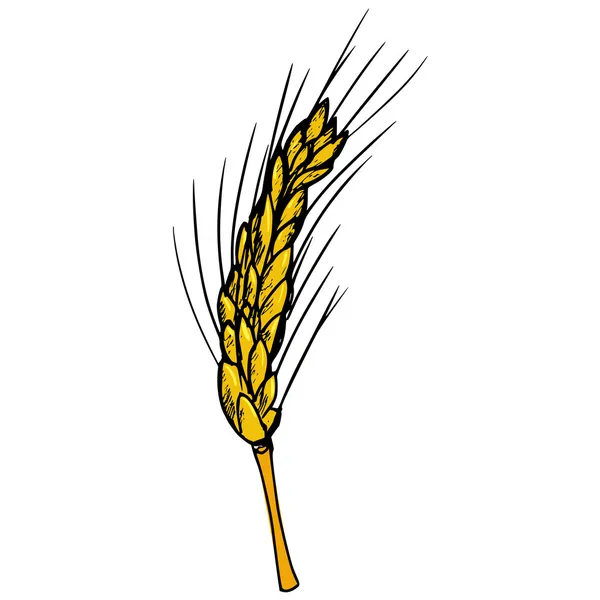 Weizenähre — Stockvektor