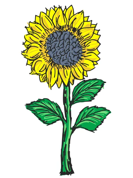 Sunflower — Stock Vector