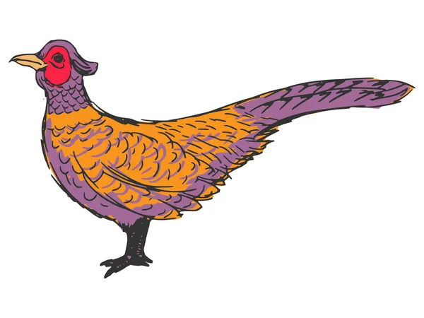 Pheasant — Stock Vector