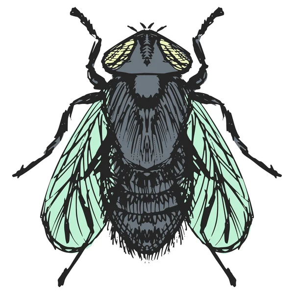 Обычная муха — стоковый вектор