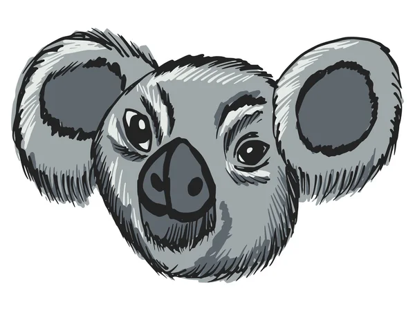 Kopf des Koalas — Stockvektor