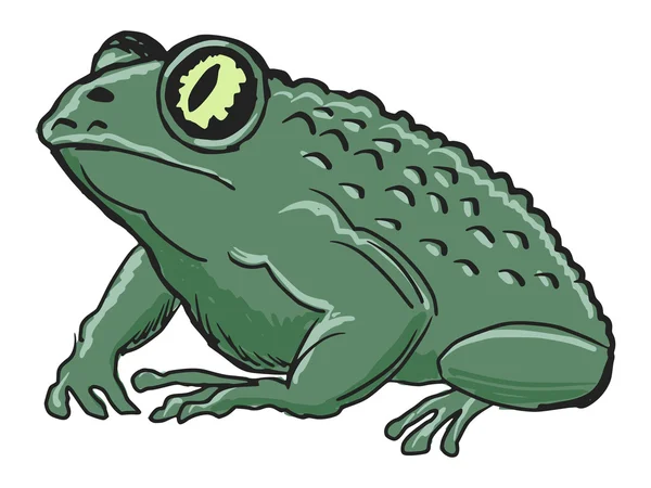 Toad — Stockvector