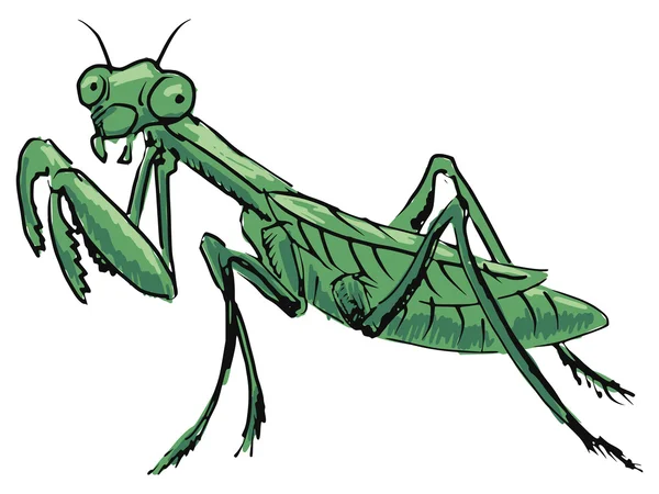 Mantis. —  Vetores de Stock