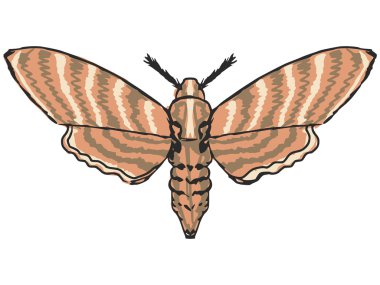 güve
