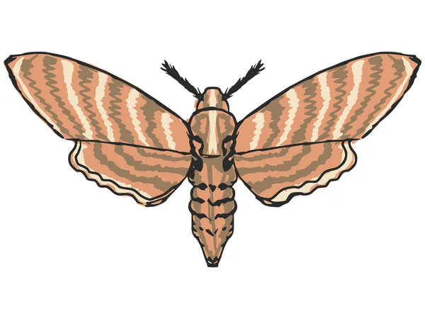 güve