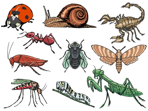 Set di insetti — Vettoriale Stock