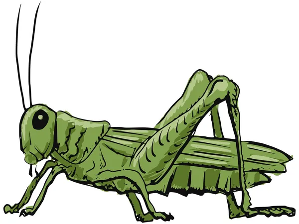 Saltamontes — Vector de stock