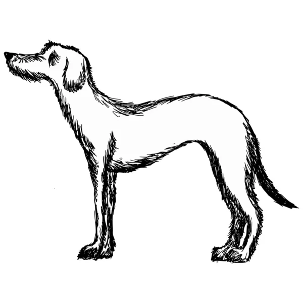 Deerhound — Stockvector
