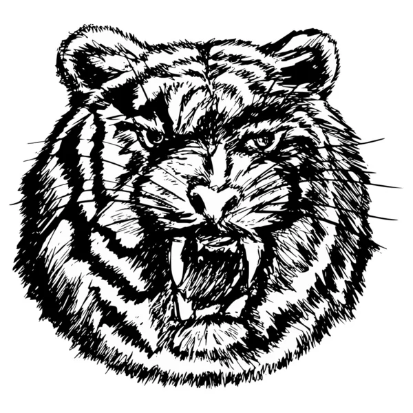 Tygr — Stockový vektor