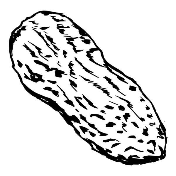 Cacahuete — Vector de stock