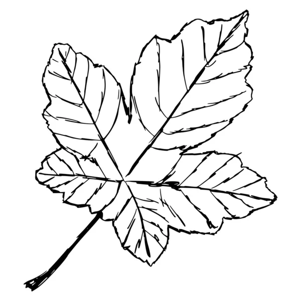 Yellow leaf — Stock Vector