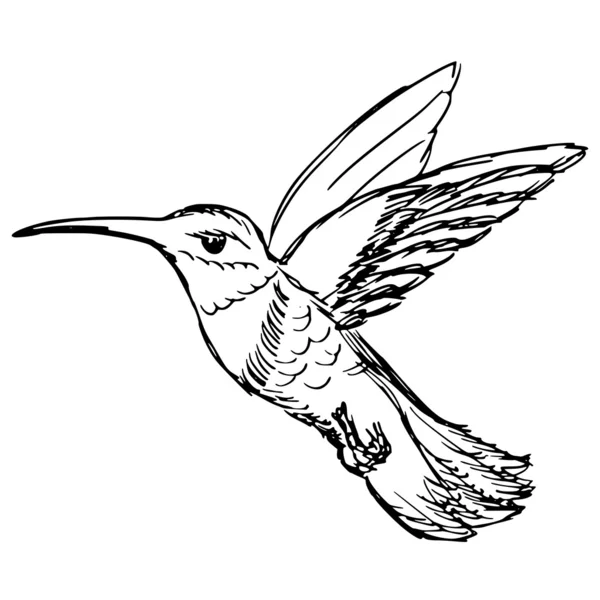 Colibrí — Archivo Imágenes Vectoriales