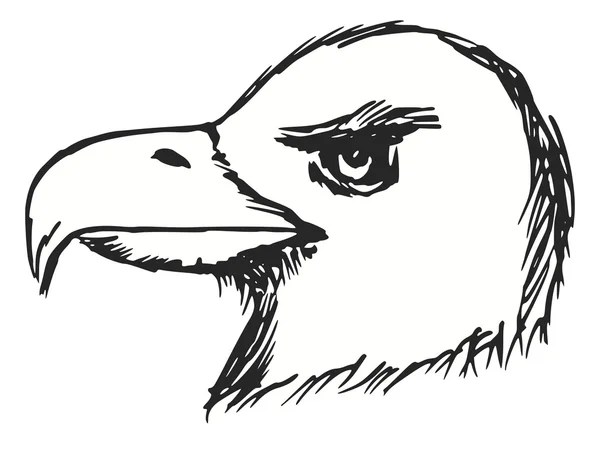 Vulturul chel american — Vector de stoc