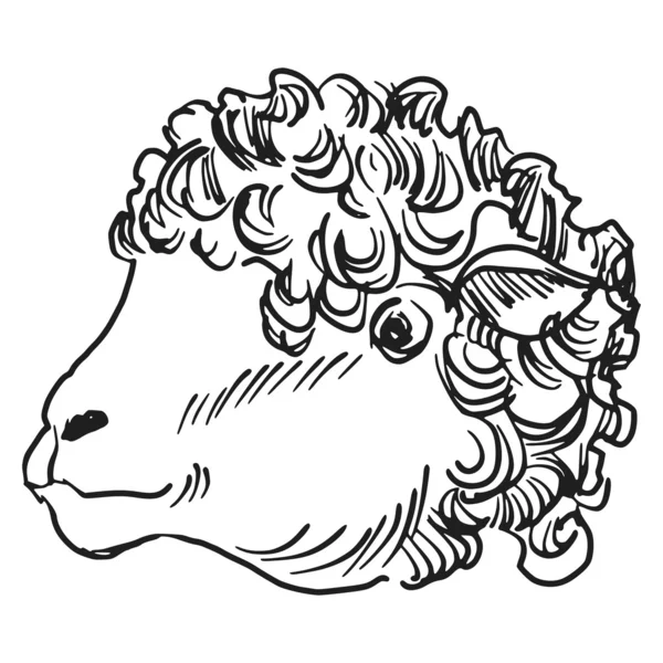 Head of sheep — Stock Vector