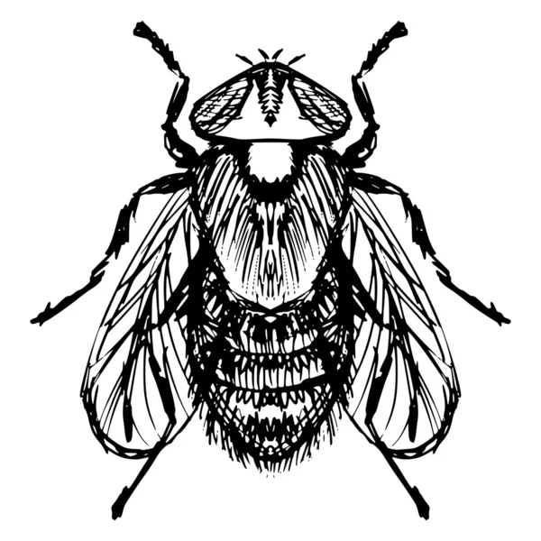 Mosca ordinaria — Vector de stock