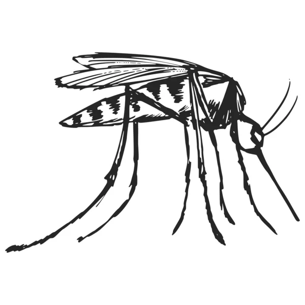 Mosquito. — Vector de stock