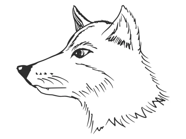 Kopf des Wolfes — Stockvektor