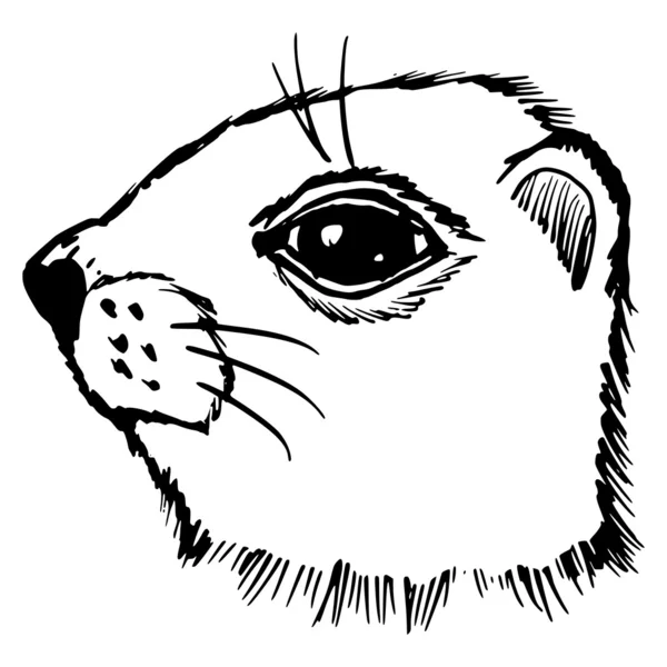 Gopher — Stockvector