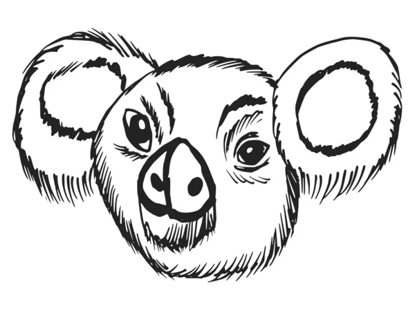 Șef de koala — Vector de stoc