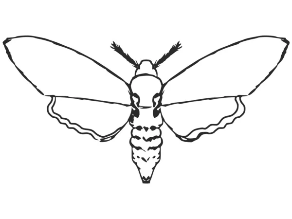 Polilla — Vector de stock