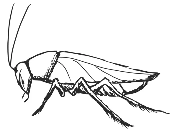 Cucaracha — Vector de stock