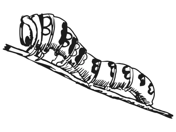 Oruga — Archivo Imágenes Vectoriales