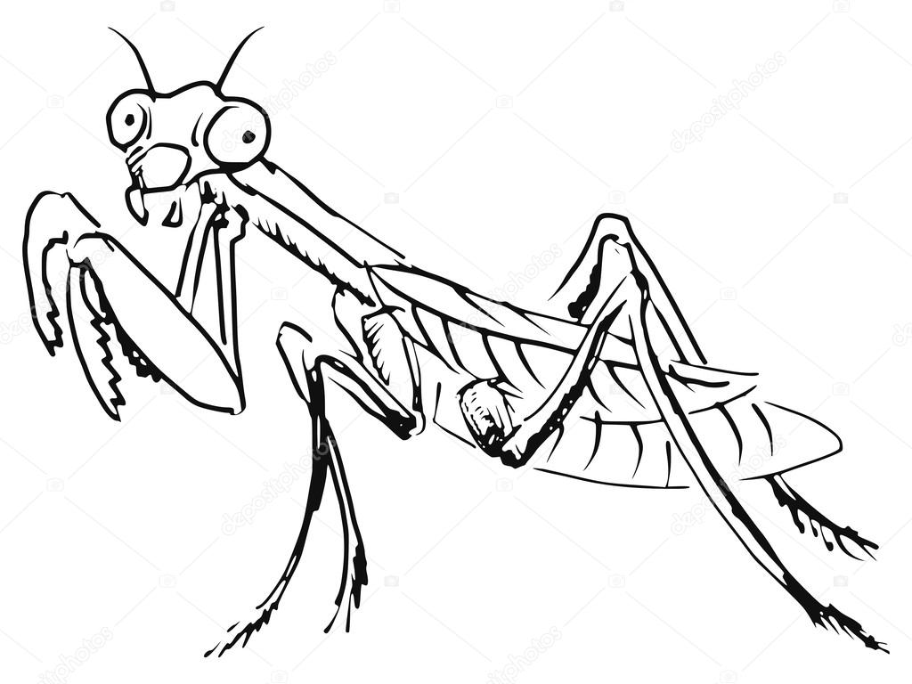 カマキリ ストックベクター C Perysty カマキリ ストックベクター C Perysty