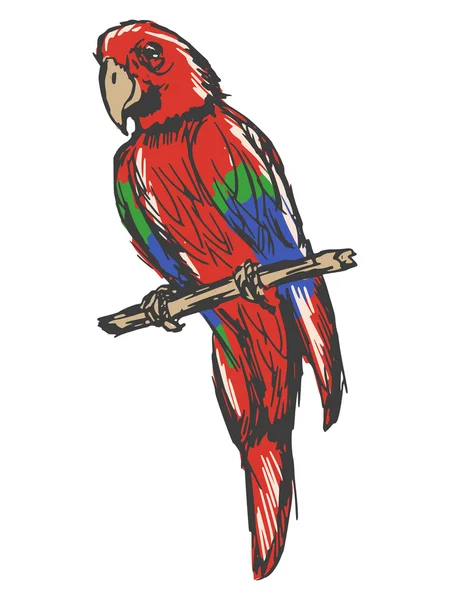 Macaw — Vector de stoc