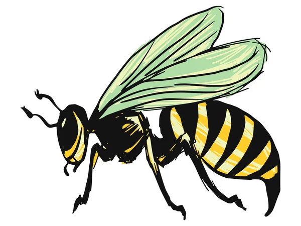 Wasp — Stockvector