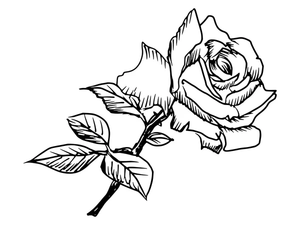 Rose cu frunze — Vector de stoc