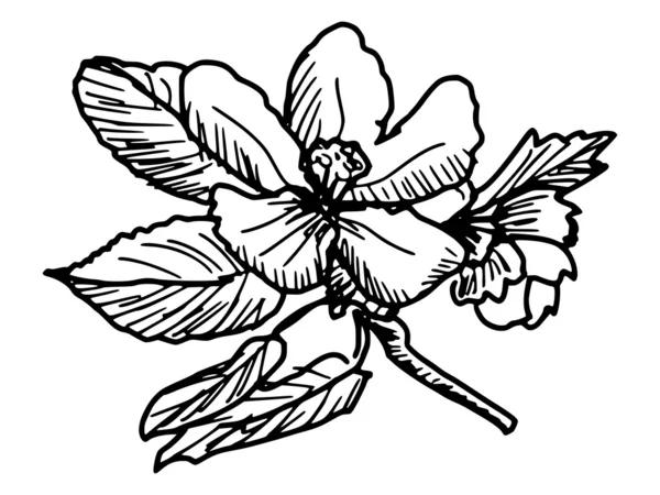 12 135 Apple Blossom Vectors Royalty Free Vector Apple Blossom Images Depositphotos