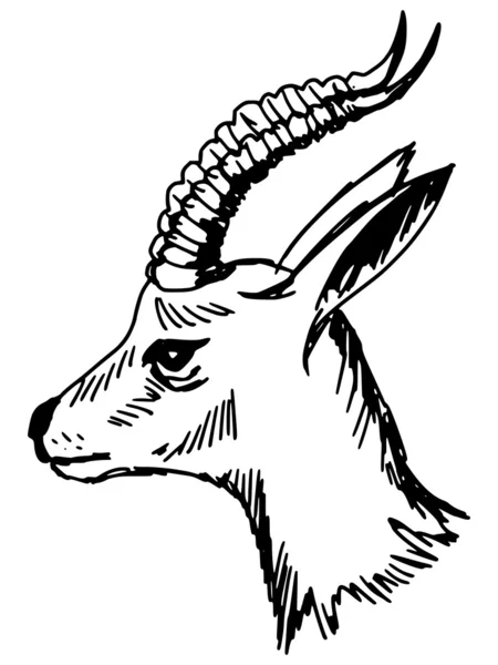 Antilope — Vector de stoc