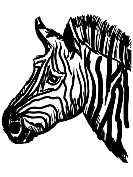 Zebra — Stockový vektor