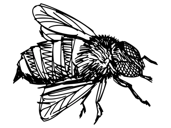 Abeja — Vector de stock