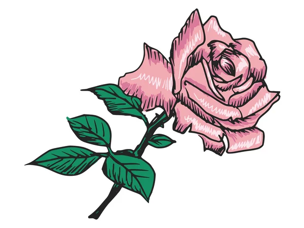 Rose mit Blättern — Stockvektor