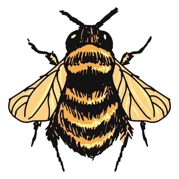 Bumblebee — Free Stock Photo