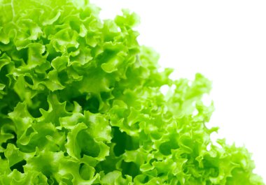 marul salatası, beyaz zemin üzerine parça