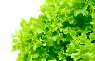 marul salatası, beyaz zemin üzerine parça