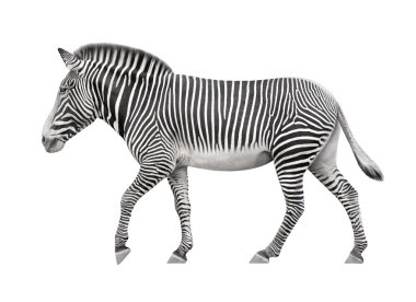 Beyaz bir arka plan üzerinde yürüyen zebra