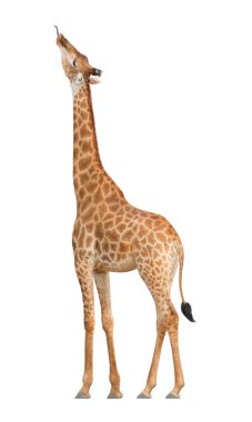 Zürafa