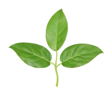 Beyaz arkaplanda bırakır