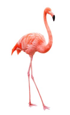 Beyaz bir arka plan üzerinde yürüyen kuş flamingo
