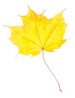 Beyaz arkaplanda sarı akçaağaç yaprağı