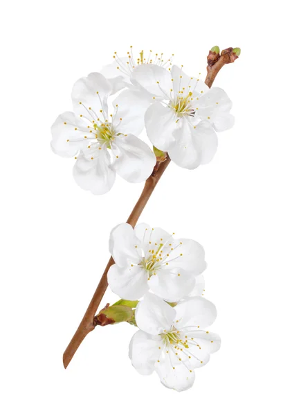 Flowers of the cherry or apple blossoms on a white background — Stock Photo, Image